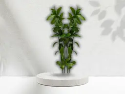 Green Riscus